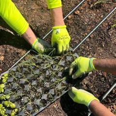 Community-Garden-Lightwave-Volunteering