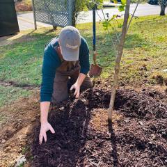 Lightwave-Tree-Planting-Project