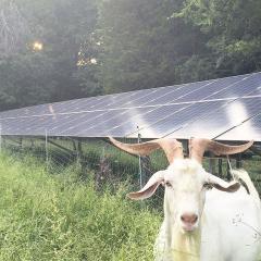 Little-Seed-Farm-Solar